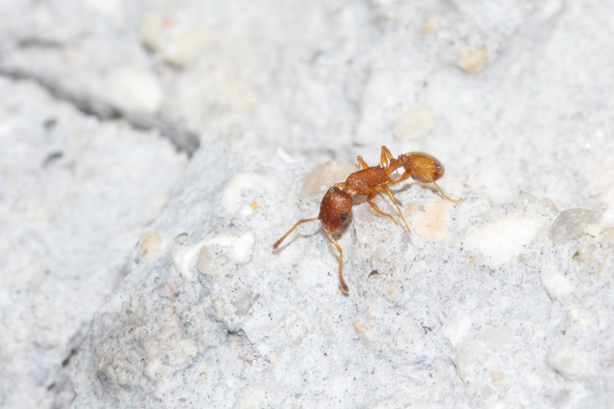 Temnothorax gr. tuberum